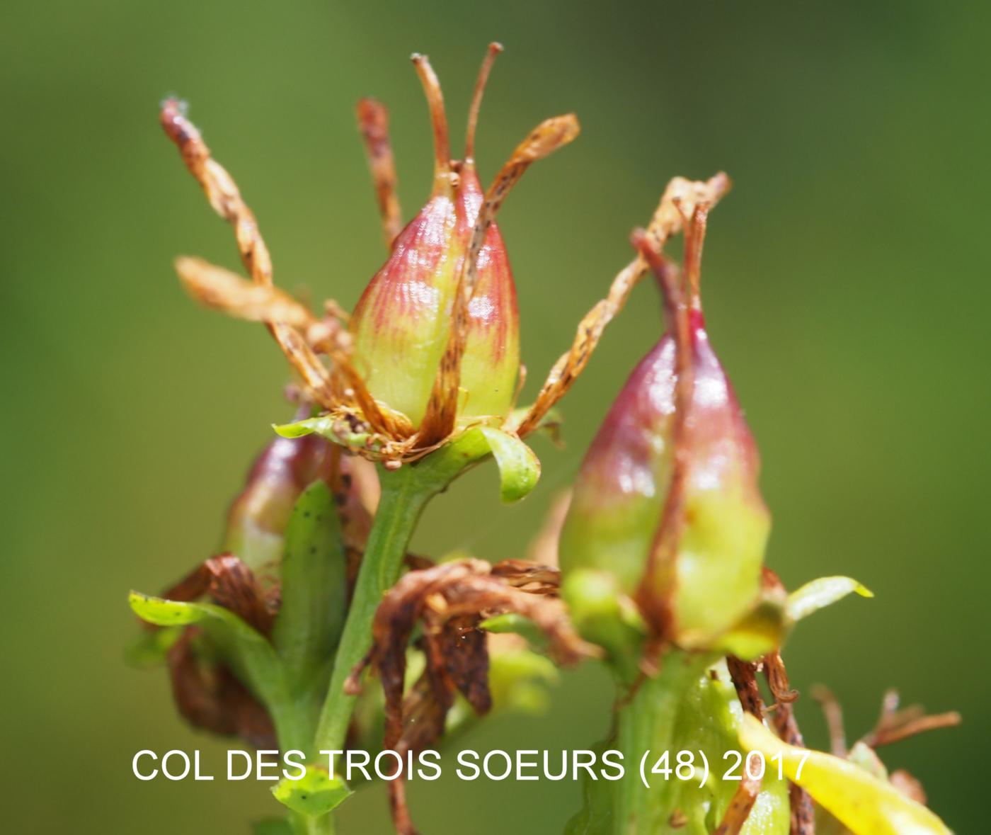 St. John's Wort, Imperforate fruit